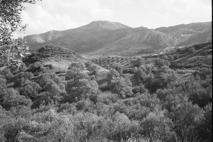 Korontini